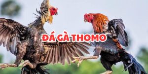 Đá Gà Thomo - Tất Tần Tật Thông Tin Về Bộ Môn Giải Trí Hấp Dẫn